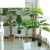 仿真发财树盆栽室内客厅落地装饰绿植假树树塑料树 1.5m辫子发财 仿真桂花树1.7M