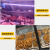 维诺亚新国标生鲜灯led鲜肉灯管220V展示柜冷鲜肉超市冷柜熟食卤菜灯 新规鲜肉灯-白光显淡粉色-双排灯 0.9米(灯管长度)