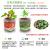 七抒儿童种植小盆栽室内水培植物观察太阳花草莓蔬菜diy阳光房玩具男6 小罐白菜