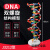 DNA双螺旋结构模型大号高中分子结构模型60cmJ33306脱氧核苷酸链 DNA双螺旋结构模型60cm高
