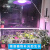 京仕蓝 LED全光谱植物生长灯大功率 大棚蔬菜室内阳台多肉种植补 36wLED灯+灯口多肉款
