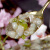 鲜美惊【顺丰速运】新鲜芥末章鱼日本料理鲜冻开袋即食海鲜芥末生章鱼