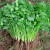 绿达家庭种植蔬菜种子孑籽大全四季播种阳台盆栽农家小菜园有机种子 红苋菜种子2包