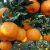 四川芦柑新鲜时令橘子当季应季孕妇水果橘子批发鲜果大果 2斤'大果试吃(不划算))