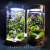XMSJ小红书风格款创意迷你雨林植物室内小盆栽生态瓶苔藓微景观 山间叠石 含灯一套半成品