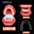 牙齿模型 口腔模型 牙科标准牙模 牙模型 教学假牙带神经医患沟通 隐形正畸模型