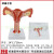卵巢 子宫模型  女性内外生殖器官模型 生殖科妇科医学演示部分定制 C款：正常子宫(有盖)