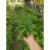 蒲恋吸水石植物上水石假山绿植水陆缸雨林缸生态缸造景苔藓微景观材料 套餐5 7样