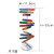 铸固  人体基因DNA双螺旋模型 科技小制作手工diy生物科学实验科普教具 人体基因DNA模型（1套起拍）
