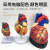 鸣固  成人心脏解剖模型  循环系统心内科心脏血管实验室教学模型 3倍放大心脏(无标识)