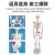 85cm人体骨骼模型170cm全身成人骨架人体模型小骷髅教学脊椎模型 85cm立式双侧肌肉着色