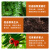 花玲珑红豆杉专用营养液治黄叶促生根家庭绿植专用园艺肥料营养液 五大瓶（2500ml新配方更高效）