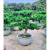 罗汉松老桩大型盆景造型树迎客松室内盆栽绿植雀舌罗汉松球形盆栽 造型小老桩  罗汉松 含盆