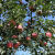 格沃斯（GEWOSI）正宗大连老红玉苹果新鲜水果时令生鲜酸苹果 5斤 3斤11-13个 个头偏小