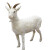 万棠仿真山羊模型皮毛动物标本奶粉店橱窗摆件道具吉祥物工艺品羊摆件 单款小站羊高60cm*60cm