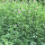 图朵紫花苜蓿草种子种籽多年生四季养殖牧草喂牛羊鸡鸭鹅猪鱼兔子草籽 【紫花苜蓿种子净子1斤】大叶高