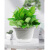 傲川 办公室绿萝盆栽室内花卉绿植物 盆宽18cm  单位盆