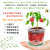 七抒儿童种植小盆栽室内水培植物观察太阳花草莓蔬菜diy阳光房玩具男6 小罐白菜