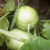 一窝猴圆酥瓜种子圆脆瓜种籽老品种菜瓜露天大棚水果种子高产种子 金束鹿圆酥瓜/约100粒