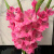 万悦卉（48小时现货）剑兰鲜花节节高步步高送人家庭插花办公室室内水养 粉色剑兰5支