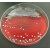 一次性血平板 微生物长时保存培养 血液琼脂培养基 25个160元
