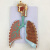 蓝蝶（Blue butterfly）呼吸系统解剖模型肺段支气管肺小叶肺泡解剖喉科呼吸科模型 呼吸系统模型（浮雕款） 
