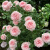 墨一藤本月季爬墙玫瑰蔷薇庭院四季开花 瑞典女王 1-1.2M 源头直发