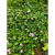 蒲恋吸水石植物上水石假山绿植水陆缸雨林缸生态缸造景苔藓微景观材料 套餐5 7样