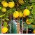 仟草集柠檬树盆栽绿植大型室内客厅植物阳台花卉 柠檬树约1.4-1. 柠檬树约1.5-1.6米白色圆柱盆