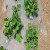 白地膜除草保温保湿蔬菜大棚种植农用防草耐拉扯塑料薄膜 白色1卷装 0.6m宽800m长0.6丝4.8斤