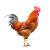 云依禾农庄 精选土鸡肉公鸡农家散养新鲜鸡肉 整只装 整鸡 净重约 3.25kg/只