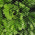 大棚防鸟网草莓尼龙网果树防鸟用网防乌网果园天网防护网纱防鸟罩 5米宽孔2厘米一斤约6米长