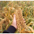 朗小贝山西小米2023年新广灵小米小黄米优质农家特产黄小米5斤