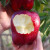 苹果10斤水果新鲜应当季红蛇果整箱冰糖心丑粉平 5斤