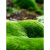 CLCEY微景观生态瓶青苔苔藓微景观绿植物盆栽鲜活创意diy小盆景桌 放羊