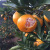 云南橘子蜜橘10斤桔子蜜桔整箱新鲜青皮孕妇水果当季柑橘小青绿皮 9斤装 小果