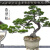 花友黑松罗汉松大树庭院造型树盆景树迎客松别墅大型日本罗汉松 订金500