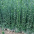通沭北海道冬青黄杨树苗篱笆苗四季常青绿篱围栏单根1.7-2米高10棵