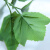 洛楚（Luxchic）仿真藤条爬山虎植物葡萄叶绿树叶塑料假花水管道缠绕藤蔓吊顶装饰 30片中葡萄叶每包12条