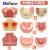 TWTCKYUS上颌窦提升操练模型 种植牙练习模型 口腔种植 软牙龈 齿科材料 下河种植模型1个款1