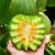 超甜绿宝石甜瓜种子甜脆青皮薄皮香瓜籽四季庭院阳台盆栽水果种子 超甜绿宝石甜瓜种子 只卖新种子：2包约178粒