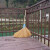 竹扫把农村老式竹丝扫帚笤帚户外环卫通用大扫把扫院子 皮扎竹丝扫帚1.5 长1.5米宽60厘