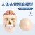 成人1：1头颅骨解剖标本 医学仿真人体头骨模型 可拆卸彩色骷髅头 B1款：骨缝线头骨带颈椎