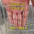 镀锌铁丝网钢丝网鸟笼材料防护网养殖鸽棚围网网片围栏镀锌网加密 0.31米高1.5*10厘米孔2.0粗每米