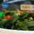 山林 海带芽 250g 裙带菜干货 海木耳 海白菜 海藻菜