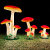 博雷奇发光蘑菇灯园林景观灯户外防水低压草坪灯亮化工程装饰小品灯 一体蘑菇灯  小号