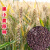 农大3753原种黑小麦种子易种杂粮黑金刚黑麦春冬季黑小麦种籽 富硒绿小麦种子10斤简装