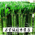 清韵伊人多头粗杆龙竹带根节节高富贵竹水培植物转运竹荷花观音竹水养 45厘米-6支