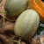 西州蜜瓜哈密瓜 2粒装 单果1.25kg以上 甜瓜 新鲜水果