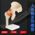 科睿才人体髋关节模型 股骨关节 人体骨骼模型股骨头 髋骨关节韧带教学 人体髋关节模型 77659 